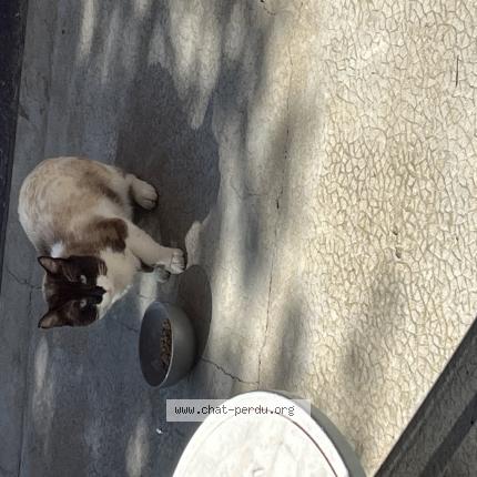 Foto 1/1 Gato encontrado Encontrado en Peynier