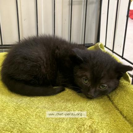 Foto 1/1 Gato encontrado Encontrado en Halluin