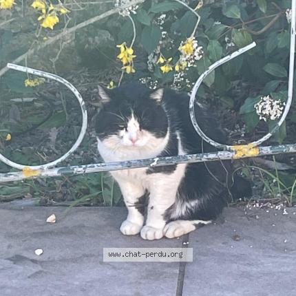 Foto 1/1 Gato encontrado Encontrado en Forcalqueiret