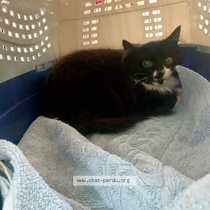 Foto 1/1 VASCO Chat perdido en Vernouillet