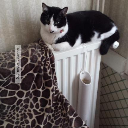 Foto 1/1 ETOILE Chat perdido en Noveant sur moselle