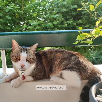 Foto 1/1 Zed Chat perdido en Biarritz