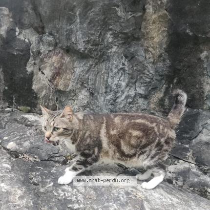 Foto 1/1 Natsu Chat perdido en Caupenne