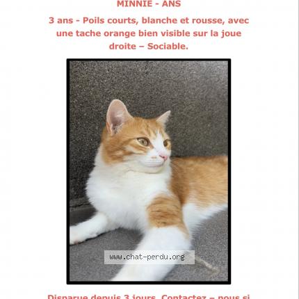 Foto 1/1 Minnie Chat perdido en Ans