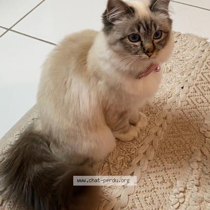 Foto 1/1 Anouch Chat perdido en Lorient