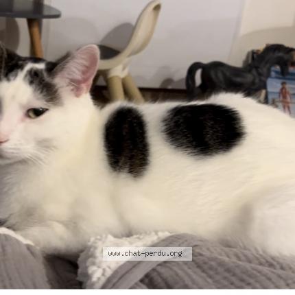 Foto 1/1 Dobby Chat perdido en Trouville sur mer