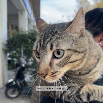 Foto 1/1 Grilou Chat perdido en Marseille