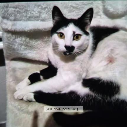 Foto 1/1 Louna Chat perdido en Nimes