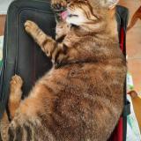 Foto del gato perdido en Chateaurenard