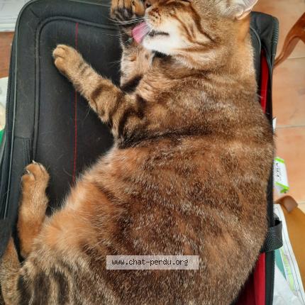 Foto 1/1 Mimi Chat perdido en Chateaurenard