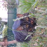 Foto del gato perdido en Saint Brevin Les Pins