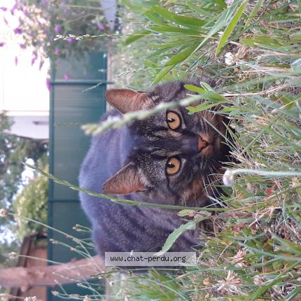 Foto 1/1 Plume Chat perdido en Saint brevin les pins