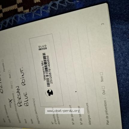 Foto 1/1 Ben Chat perdido en Pineuilh