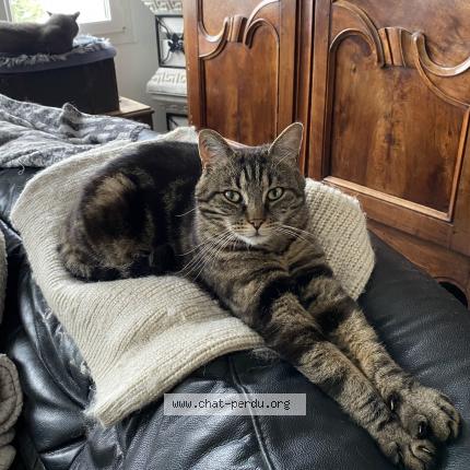 Foto 1/1 Maquisart Chat perdido en Chateaubriant