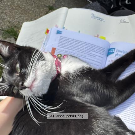 Foto 1/1 Gato encontrado Encontrado en Epinay sur seine