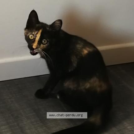 Foto 1/1 Namaste Chat perdido en Lacoste