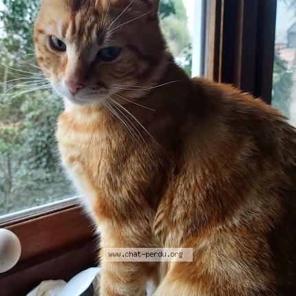 Foto 1/1 Tigrou Chat perdido en Embourg