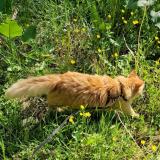 Foto del gato perdido en Armoy