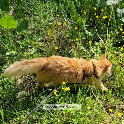 Foto 1/3 Gato encontrado Perdido en Armoy