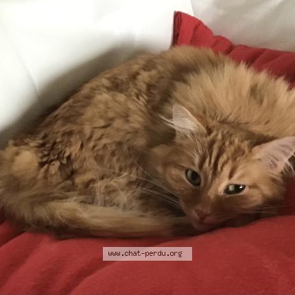 Foto 2/3 Gato encontrado Perdido en Armoy