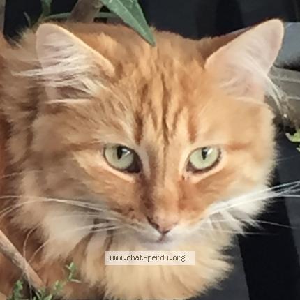 Foto 3/3 Gato encontrado Perdido en Armoy