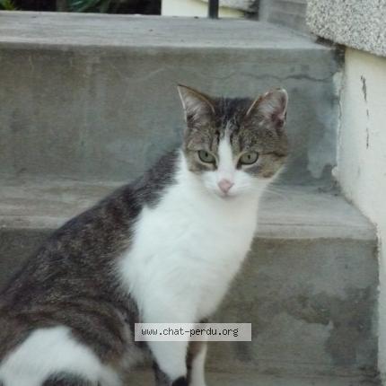 Foto 1/1 valentin Chat perdido en Saint doulchard