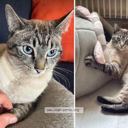 Foto 1/1 Sirius Chat perdido en Creully sur seulles