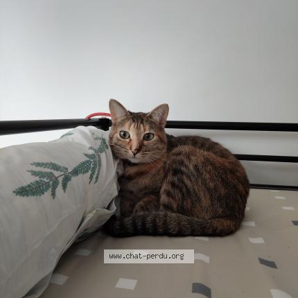 Foto 1/1 Sakura Chat perdido en Breuillet