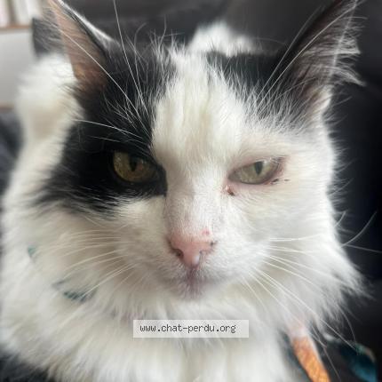 Foto 1/1 Zinda Chat perdido en Boucau