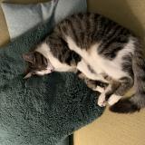 Foto del gato perdido en Vertou