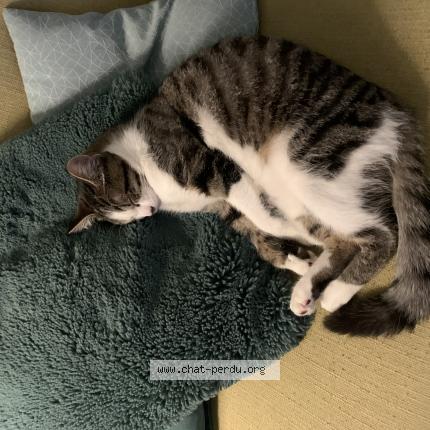 Foto 1/1 Vicky Chat perdido en Vertou