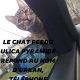 Foto del gato perdido en Thionville