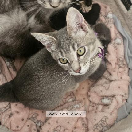 Foto 1/1 Queen Chat perdido en Marseille 13