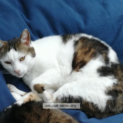 Foto 1/1 Lumi&egrave;re Chat perdido en Vern sur seiche