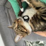 Foto del gato perdido en Buchelay