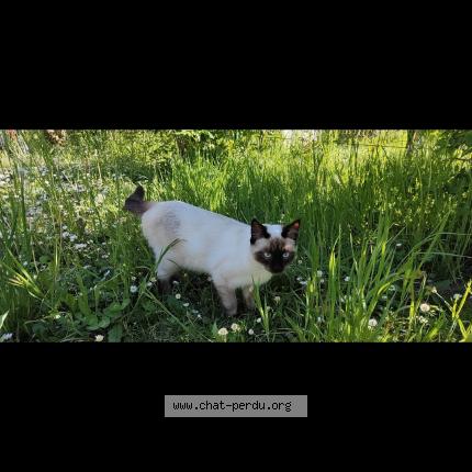 Foto 1/1 Delhi Chat perdido en Saubraz