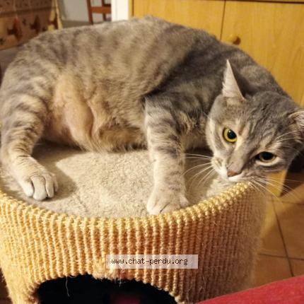 Foto 1/1 Zo&eacute; Chat perdido en Fondettes