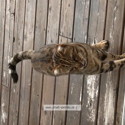 Foto 1/1 Gato encontrado Encontrado en Aylmer