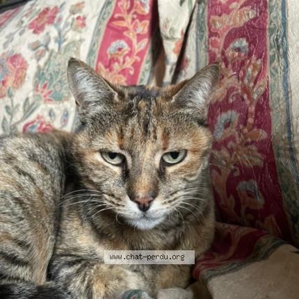 Foto 1/1 Chan Chat perdido en Beligneux