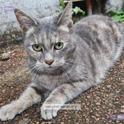 Foto 1/1 Gato encontrado Encontrado en Tourcoing