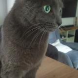 Foto del gato perdido en Chantepie