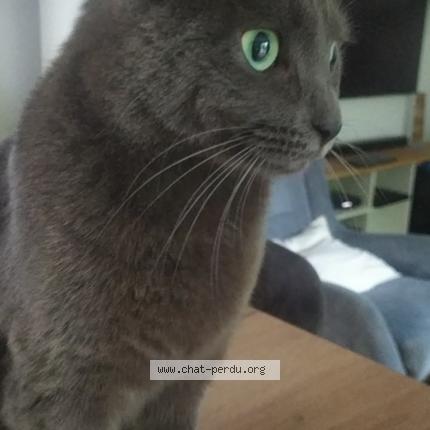 Foto 1/1 Andy CABARET Chat perdido en Chantepie