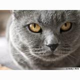 Foto del gato perdido en Sancey