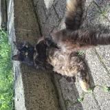 Foto del gato perdido en Saint Victor Sur Arlanc