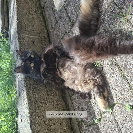 Foto 1/1 Poupoun Chat perdido en Saint victor sur arlanc