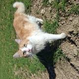 Foto del gato perdido en Saint Victor Sur Arlanc