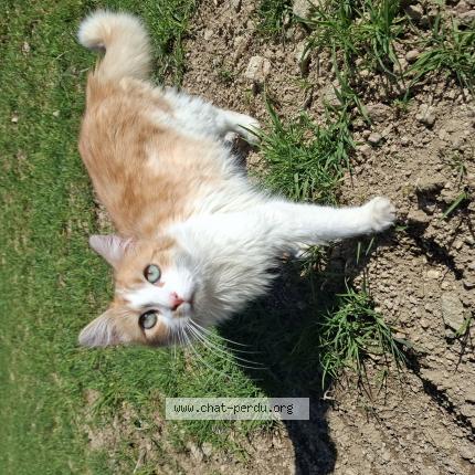 Foto 1/1 Bebew Chat perdido en Saint victor sur arlanc