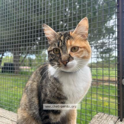 Foto 1/1 Leïa Chat perdido en Lignan sur orb