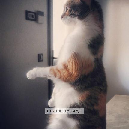 Foto 1/1 Nami Chat perdido en Saint thibault des vignes