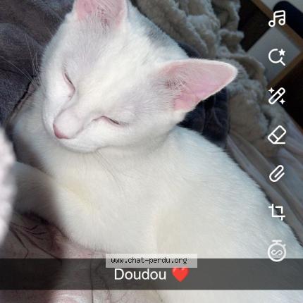 Foto 1/1 Doudou Chat perdido en Saint quentin